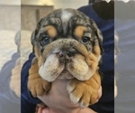 Small Photo #9 English Bulldog Puppy For Sale in SAINT CHARLES, IL, USA
