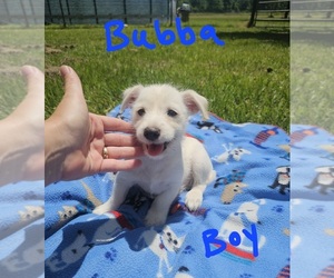 Chizer Puppy for sale in MONTEZUMA, GA, USA