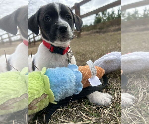 Medium Photo #2 Mutt Puppy For Sale in Tarrytown, GA, USA