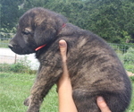 Small Photo #2 Shepradors Puppy For Sale in HARRISON, AR, USA