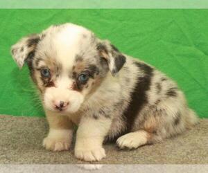 Miniature Australian Shepherd Puppy for sale in SHAWNEE, OK, USA