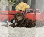 Small Photo #6 Havanese Puppy For Sale in CANOGA, NY, USA