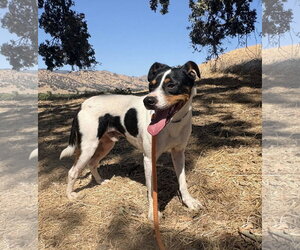 Jack Russell Terrier-Parson Russell Terrier Mix Dogs for adoption in Pittsburg, CA, USA