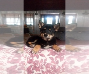 Shiba Inu Puppy for sale in SAINT LOUIS, MO, USA