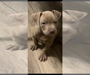 American Bully Puppy for sale in TROY, NY, USA