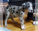Small Photo #1 Great Dane Puppy For Sale in LYERLY, GA, USA