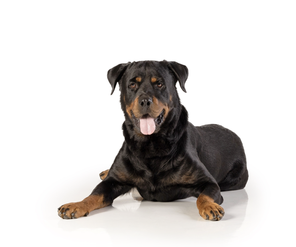 Medium Photo #3 Rottweiler Puppy For Sale in Gilbert, AZ, USA