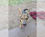 Small Photo #2 German Shepherd Dog-Unknown Mix Puppy For Sale in The Woodlands, TX, USA