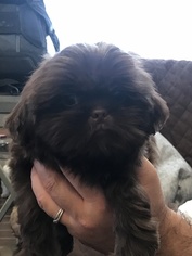 Shih Tzu Puppy for sale in EL CAJON, CA, USA