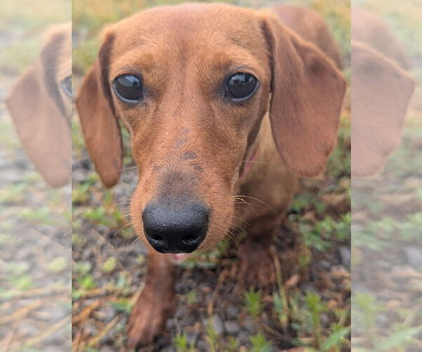 Medium Photo #3 Dachshund Puppy For Sale in Shelbyville, TN, USA