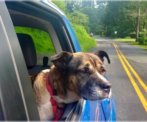 Hershal - Male Akita-Unknown Mix Dog for Adoption - Photo #2