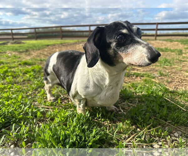 Medium Photo #4 Dachshund Puppy For Sale in Germantown, OH, USA