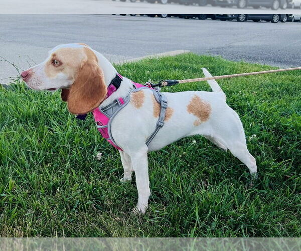 Medium Photo #4 Beagle Puppy For Sale in Mundelein, IL, USA