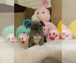 Small Photo #3 French Bulldog Puppy For Sale in CONVERSE, TX, USA
