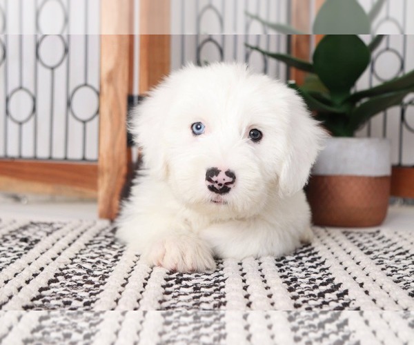 Medium Photo #1 Old English Sheepdog Puppy For Sale in NAPLES, FL, USA