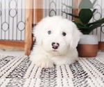 Small Photo #1 Old English Sheepdog Puppy For Sale in NAPLES, FL, USA