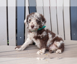 Miniature Labradoodle Puppy for sale in SHILOH, OH, USA