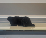 Small Photo #63 Bernedoodle-Labradoodle Mix Puppy For Sale in MILFORD, NJ, USA