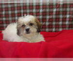 Small #5 Zuchon