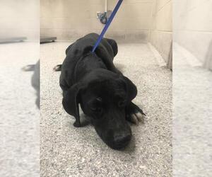 Labrador Retriever-Unknown Mix Dogs for adoption in Conroe, TX, USA