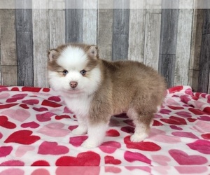 Pomsky Puppy for Sale in BELLEVUE, Iowa USA