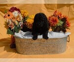 Small Photo #1 Poodle (Standard) Puppy For Sale in COVINGTON, GA, USA