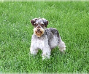 Mother of the Schnauzer (Miniature) puppies born on 09/01/2026
