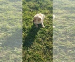 Small Photo #13 Labrador Retriever Puppy For Sale in TWIN FALLS, ID, USA