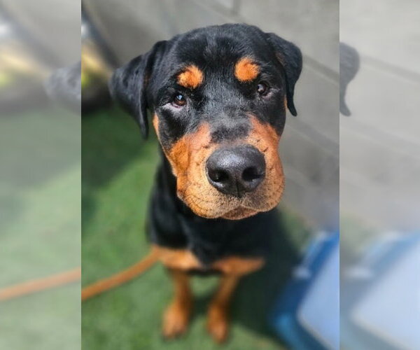 Medium Photo #3 Rottweiler-Unknown Mix Puppy For Sale in Lakewood, CO, USA