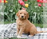 Small #1 Goldendoodle