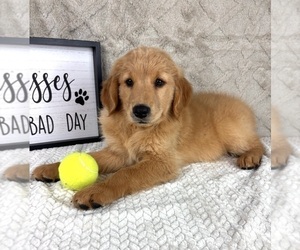 Golden Retriever Puppy for sale in INDIANAPOLIS, IN, USA