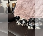 Small Photo #2 Havanese Puppy For Sale in SATSUMA, FL, USA