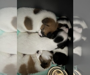 Chion Puppy for sale in WITTER, AR, USA