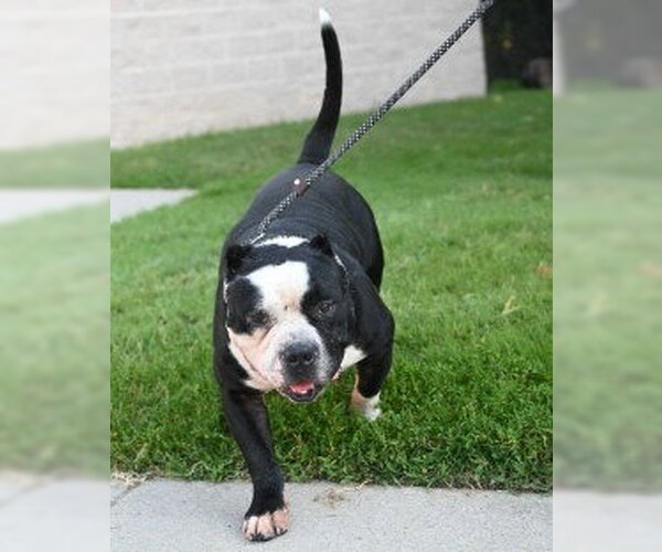 Medium Photo #3 American Staffordshire Terrier-Unknown Mix Puppy For Sale in Glen Allen, VA, USA