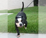 Small #2 American Staffordshire Terrier Mix