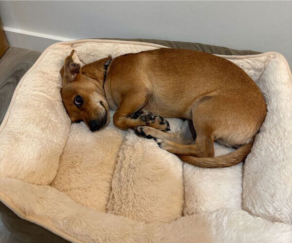 Medium Photo #3 Dachshund-Unknown Mix Puppy For Sale in Weston, FL, USA