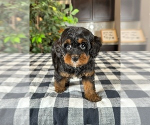 Cavapoo Puppy for sale in GREENWOOD, IN, USA