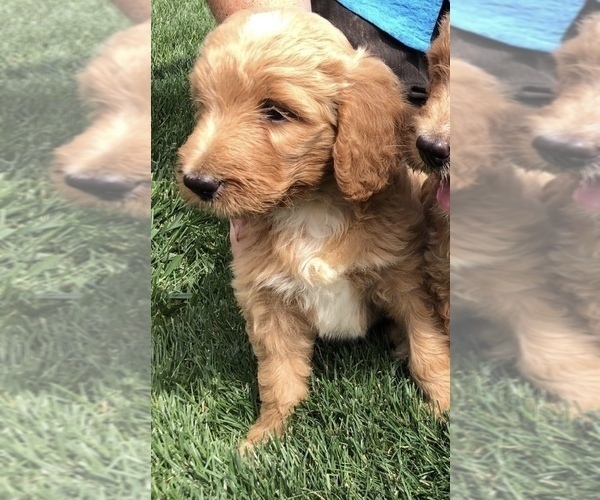 Medium Photo #1 Goldendoodle Puppy For Sale in GREENWOOD, IN, USA