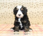 Small #2 Miniature Bernedoodle