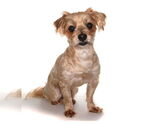 Small #1 ShihPoo