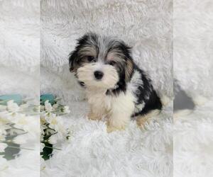 Morkie Puppy for sale in WINSLOW, AR, USA