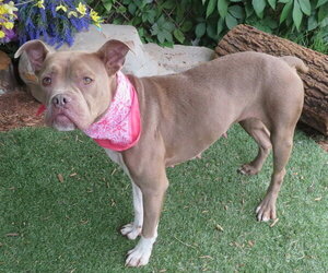 American Pit Bull Terrier-Unknown Mix Dogs for adoption in Oklahoma City, OK, USA