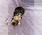 Small Photo #9 Aussiedoodle Puppy For Sale in MUNFORDVILLE, KY, USA