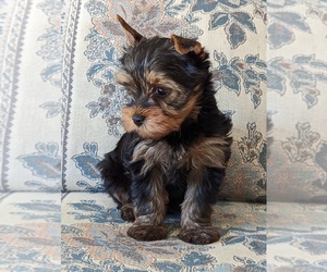 Yorkshire Terrier Puppy for sale in REINHOLDS, PA, USA