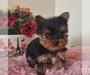 Yorkshire Terrier Puppy for sale in MABLETON, GA, USA