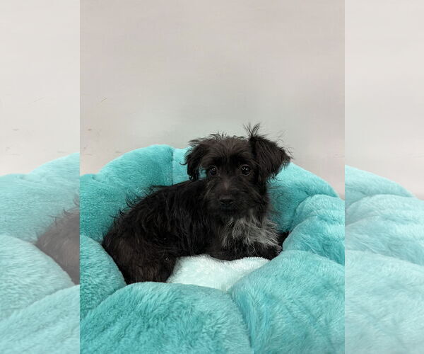 Medium Photo #4 Mutt Puppy For Sale in Pipe Creek, TX, USA