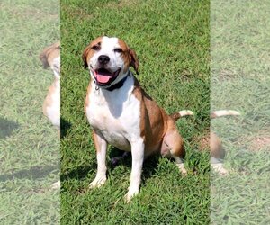 Hansel - Male Beagle-Unknown Mix Dog for Adoption - Photo #4