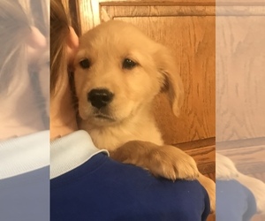 Golden Retriever Puppy for sale in SILEX, MO, USA