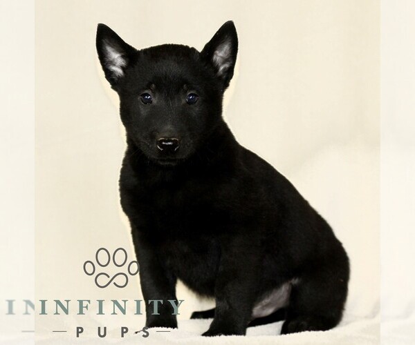 Medium Photo #1 Belgian Malinois Puppy For Sale in RONKS, PA, USA