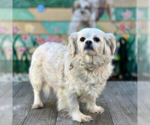Pekingese Dogs for adoption in Pacific Grove, CA, USA